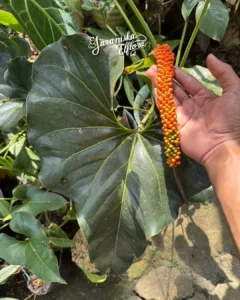 Anthuriumbrowniiseeds