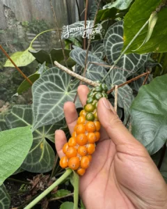 Anthuriumclarinerviumseeds