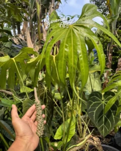 Anthuriumpedatoradiatumseeds