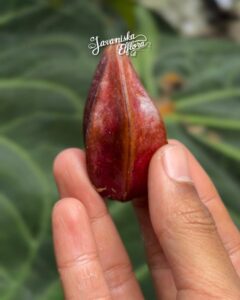 Baccaurea angulata