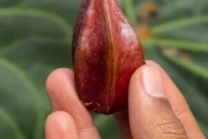 Baccaurea angulata: Growing the Rare Angular Fruit of Borneo