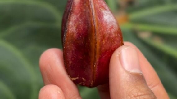 Baccaurea angulata: Growing the Rare Angular Fruit of Borneo