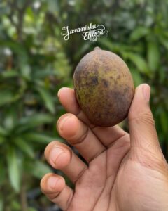 Mangifera casturi