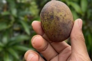 Mangifera casturi: The Endangered Mango Every Collector Should Know