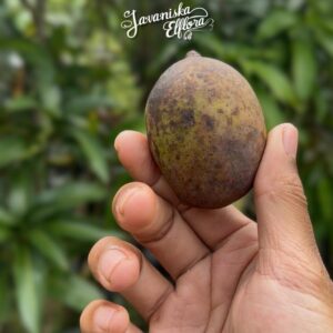 Mangifera casturi
