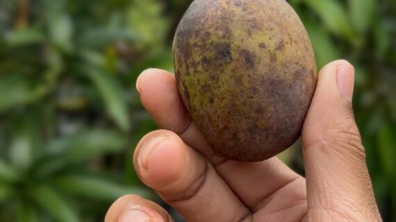 Mangifera casturi: The Endangered Mango Every Collector Should Know