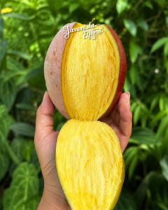 Mangifera pajang