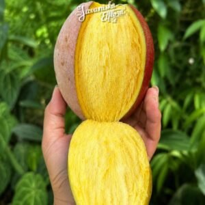 Mangifera pajang