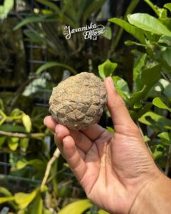 Pelagodoxa henryana