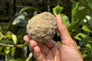 Pelagodoxa henryana: The Rare Palm Every Collector Wants