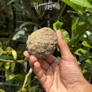 Pelagodoxa henryana