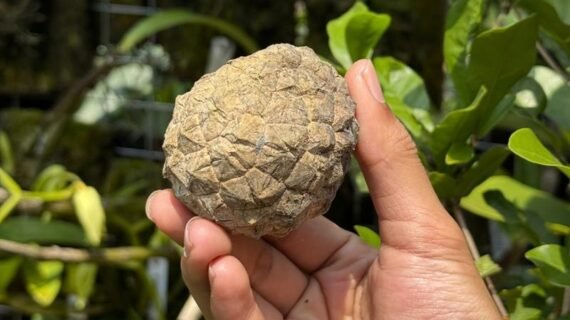 Pelagodoxa henryana: The Rare Palm Every Collector Wants