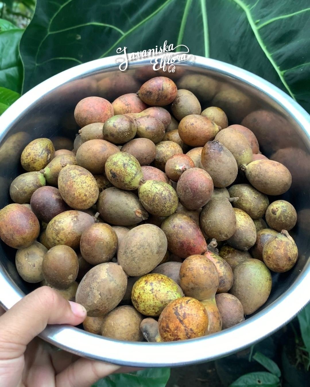 pometia_pinnata