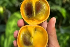 Stelechocarpus burahol: The Sacred Kepel Fruit of Java