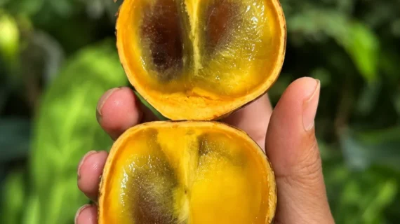 Stelechocarpus burahol: The Sacred Kepel Fruit of Java