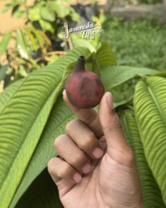 Syzygium versteegii