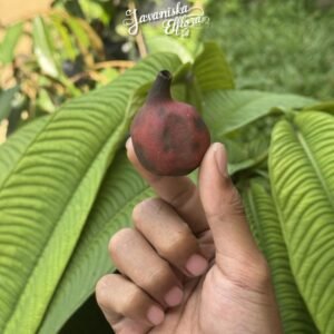 Syzygium versteegii