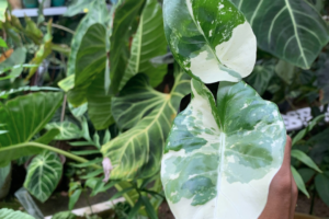 Alocasia Care 101: Tips for Thriving Giant Aroids