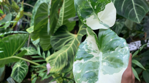Alocasia Care 101: Tips for Thriving Giant Aroids
