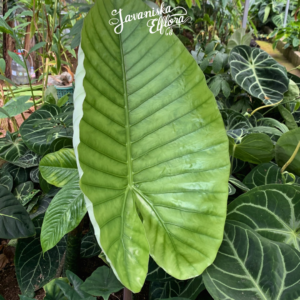 How to Choose Between Small, Medium, and Mother Plant Tubers