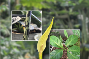 Amorphophallus Care Guide: Growing Voodoo Lilies From Tuber to Bloom