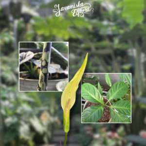 amorphophallus care guide