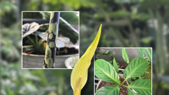 Amorphophallus Care Guide: Growing Voodoo Lilies From Tuber to Bloom