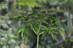 Tubers vs Seeds vs Live Plants: Which Should You Buy First?