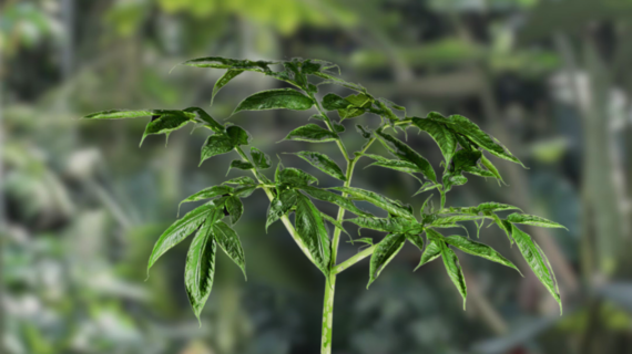 Tubers vs Seeds vs Live Plants: Which Should You Buy First?