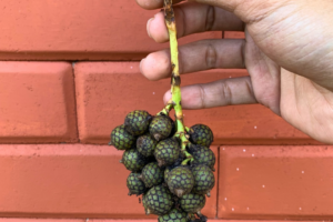 Investing in Rare Plants: Are Collector Species Worth the Price?