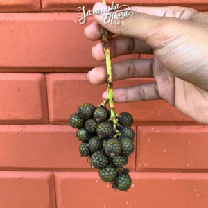 Investing in Rare Plants: Are Collector Species Worth the Price?