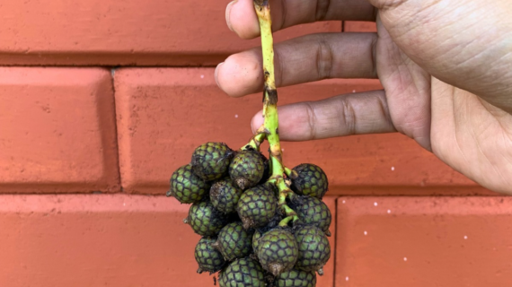 FAQ: Everything First-Time Buyers Ask About Ordering From Javaniska Elflora