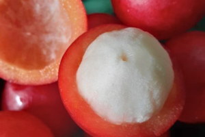 Seasonal Guide: Best Time to Order and Plant Tropical Seeds