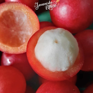 Seasonal Guide: Best Time to Order and Plant Tropical Seeds