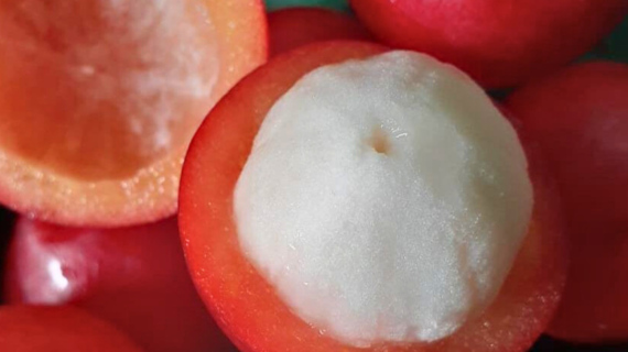 Seasonal Guide: Best Time to Order and Plant Tropical Seeds
