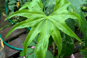 Anthurium Collector’s Guide: Choosing the Right Species for Your Home