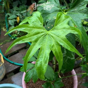 anthurium collector guide