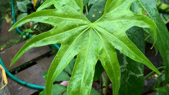 Anthurium Collector’s Guide: Choosing the Right Species for Your Home