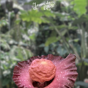 Common Mistakes When Growing Rare Aroids From Tubers