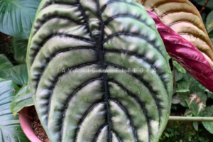 What Is a Phytosanitary Certificate and Why It Matters When Buying Plants