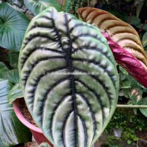 What Is a Phytosanitary Certificate and Why It Matters When Buying Plants