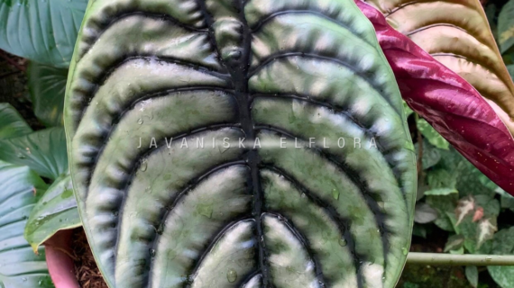 What Is a Phytosanitary Certificate and Why It Matters When Buying Plants