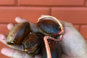 Top 10 Rare Indonesian Fruit Trees You Can Grow From Seed