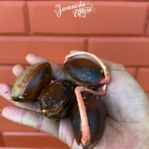 Top 10 Rare Indonesian Fruit Trees You Can Grow From Seed