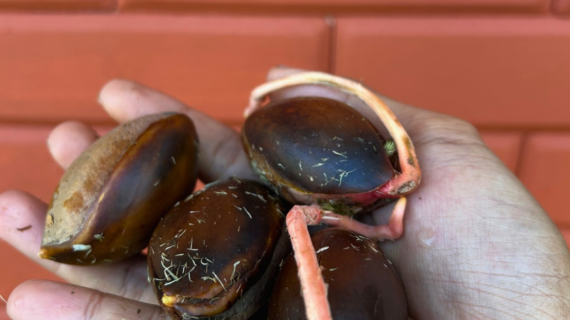 Top 10 Rare Indonesian Fruit Trees You Can Grow From Seed
