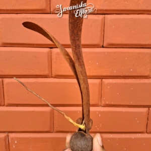 The Rise of Rare Plant Collecting: Why Indonesia Leads the Trade