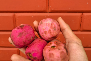 How to Buy Rare Tropical Seeds Online Without Getting Scammed