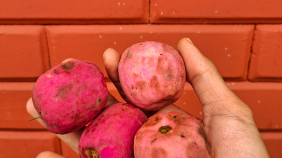 How to Buy Rare Tropical Seeds Online Without Getting Scammed