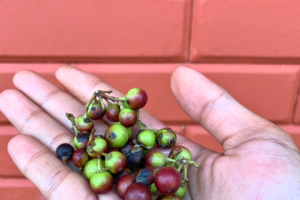 Syzygium Species Spotlight: Rare Myrtaceae Trees Worth Collecting