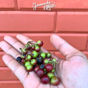 Syzygium Species Spotlight: Rare Myrtaceae Trees Worth Collecting